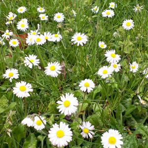 Parc fleuri la nature au rendez-vous 