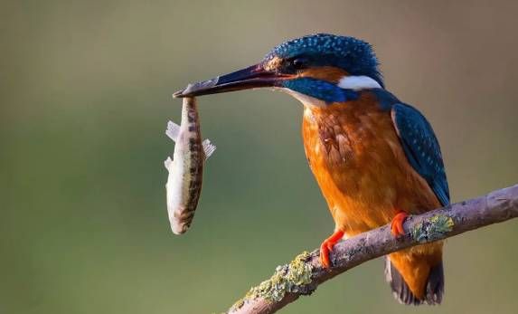 un martin-pêcheur bleu et orange vibrant, perché sur une branche au bord de notre rivière la Gardonette qui se jette dans la Dordogne, symbole du gîte insolite Pêcheur de Lune au Clos de Cyrano en Périgord
